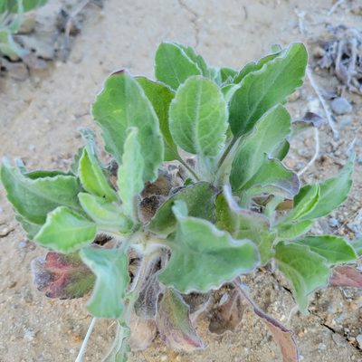 Heterotheca grandiflora, photographed by Dan Horowitz
