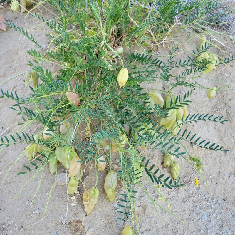 Astragalus douglasii, photographed by Dan Horowitz