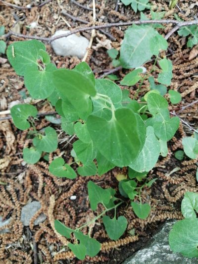 Aristolochia pallida, photographed by Parco Monte Barro