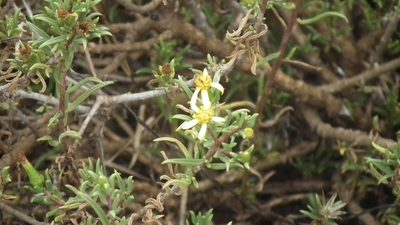 Senecio acutifolius, photographed by Shaun Swanepoel