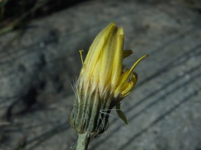Tolpis staticifolia, photographed by Daniel Cahen
