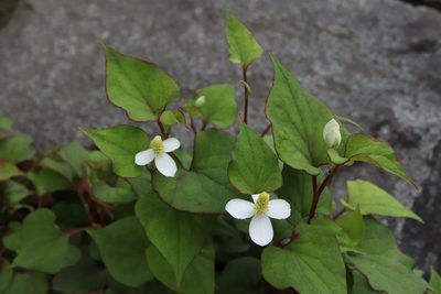 Houttuynia cordata, photographed by Se Lena