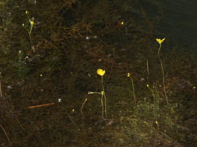 Utricularia gibba, photographed by Samuel Lee