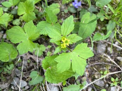 Ranunculus recurvatus, photographed by Bonnie Isaac