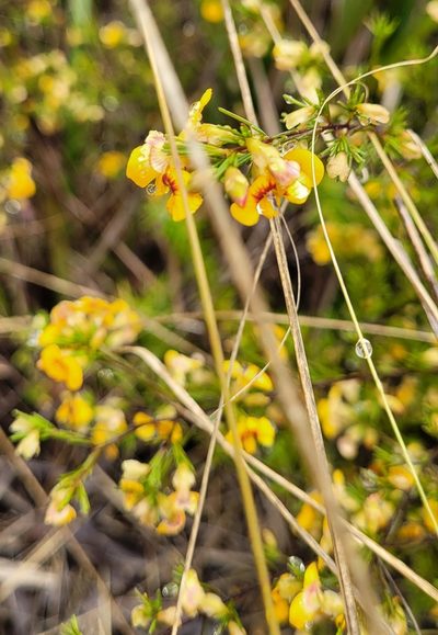 Dillwynia tenuifolia, photographed by Eamonn Culhane