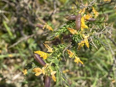 Genista anglica, photographed by James Clow