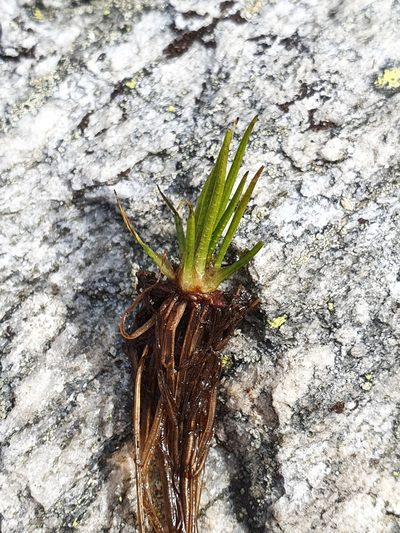 Isoetes lacustris, photographed by hecklemore