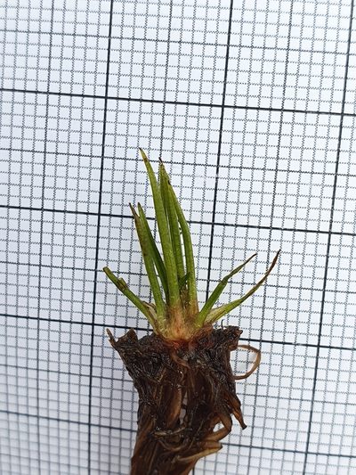 Isoetes lacustris, photographed by hecklemore