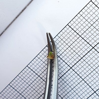 Isoetes lacustris, photographed by hecklemore