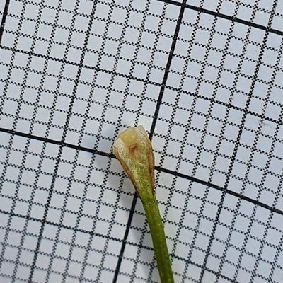Isoetes lacustris, photographed by hecklemore