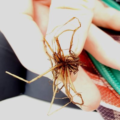 Isoetes lacustris, photographed by hecklemore