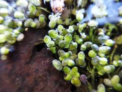 Lemna turionifera, photographed by Evgenij Samarin