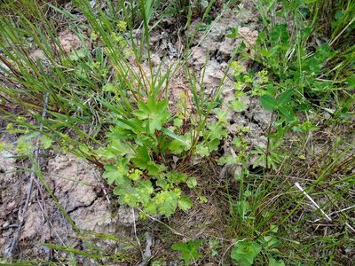 Alchemilla micans, photographed by Vladimír Fuka