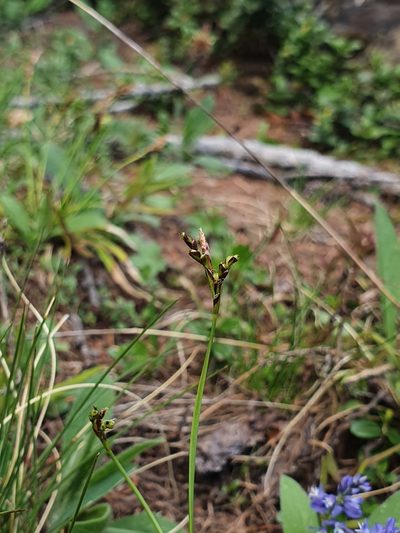 Carex ornithopoda, photographed by hecklemore