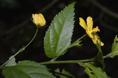 Pavonia sepium, photographed by E Santos Ortega
