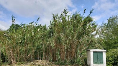 Arundo donax, photographed by Elizabete Marchante