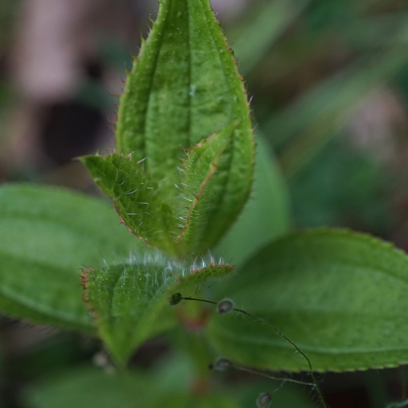 Rhexia virginica, photographed by stephen