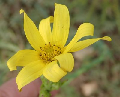 Osteospermum imbricatum, photographed by Nicola van Berkel