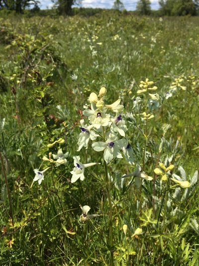 Delphinium pavonaceum, photographed by Ed Alverson