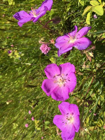 Geranium oreganum, photographed by Ed Alverson