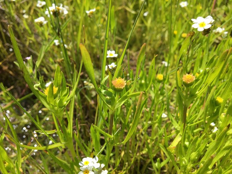 Lasthenia glaberrima, photographed by Ed Alverson
