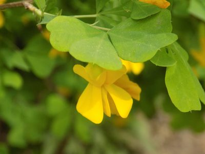 Caragana frutex, photographed by Marina Potapova