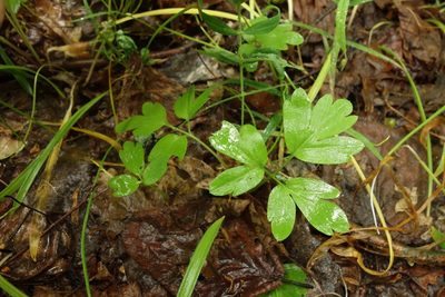 Adoxa moschatellina, photographed by Aleksei Baushev