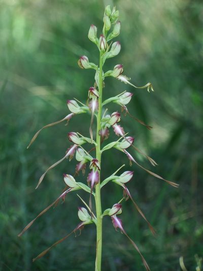 Himantoglossum caprinum, photographed by Sergey Cherkasov