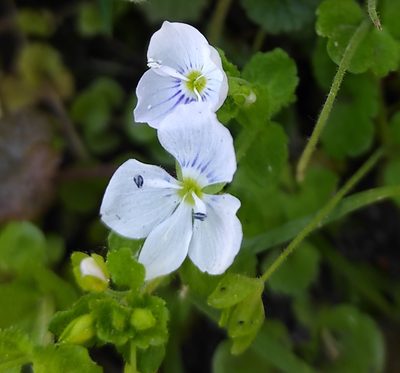 Veronica filiformis, photographed by Dmitrii Mostovoi
