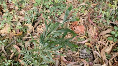 Acacia melanoxylon, photographed by Elizabete Marchante