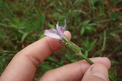 Scorzonera purpurea, photographed by Aleksei Baushev