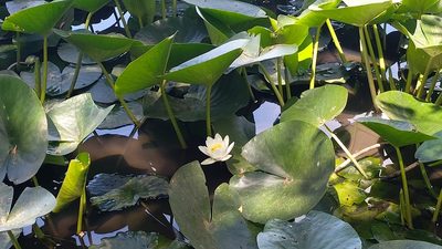 Nymphaea alba, photographed by Elizabete Marchante