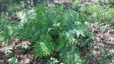 Osmunda regalis, photographed by Elizabete Marchante