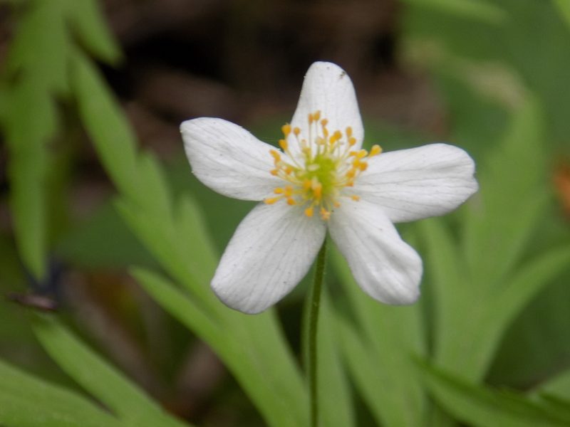 Anemonoides caerulea, photographed by Marina Potapova