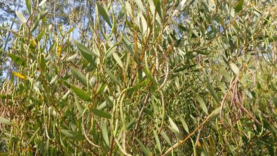 Acacia longifolia, photographed by Elizabete Marchante