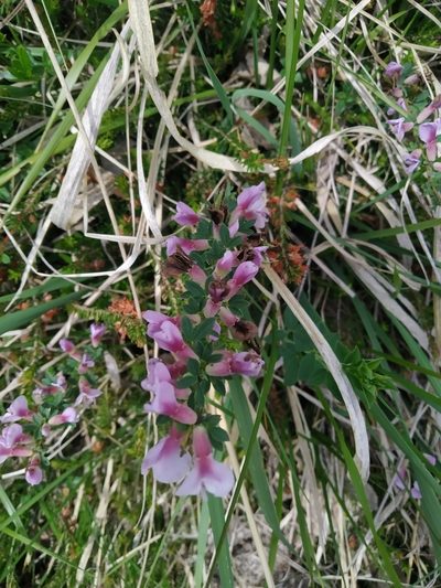 Chamaecytisus purpureus, photographed by Margherita Ferraiuolo