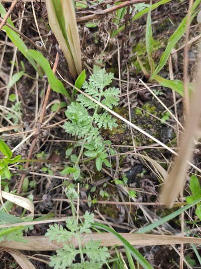 Artemisia tanacetifolia, photographed by Юлия