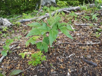 Cardamine enneaphyllos, photographed by Jens-Christian Svenning