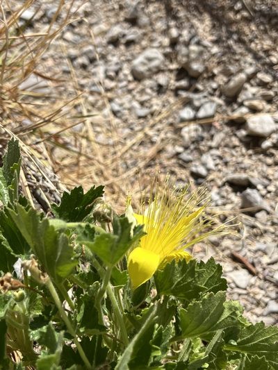Eucnide bartonioides, photographed by alymharmon