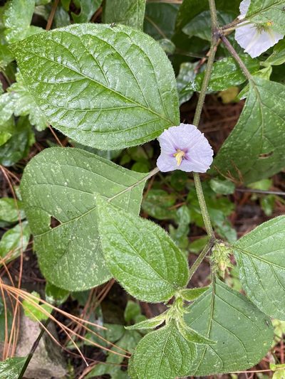 Lycianthes tricolor, photographed by Grete Pasch