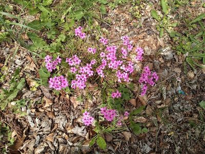 Oxalis articulata, photographed by Karen Fry
