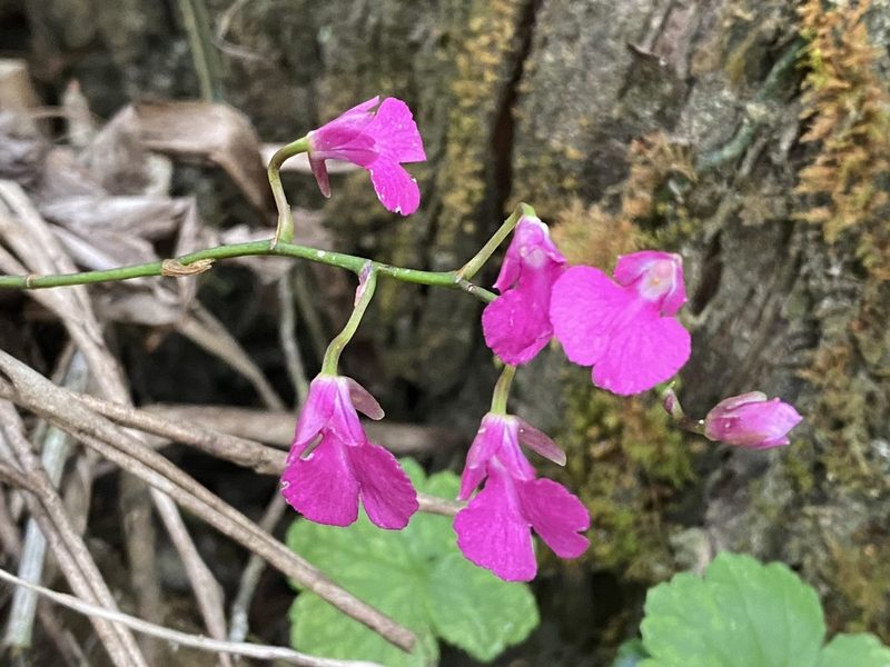 Comparettia falcata, photographed by Grete Pasch