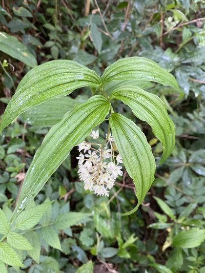 Maianthemum flexuosum, photographed by Grete Pasch