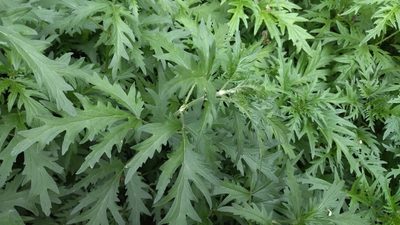 Urtica cannabina, photographed by Екатерина Гущина