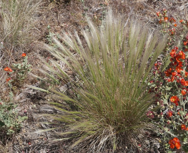 Elymus elymoides, photographed by Robert Webster