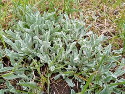 Helichrysum arenarium, photographed by Dmitry Semigradsky