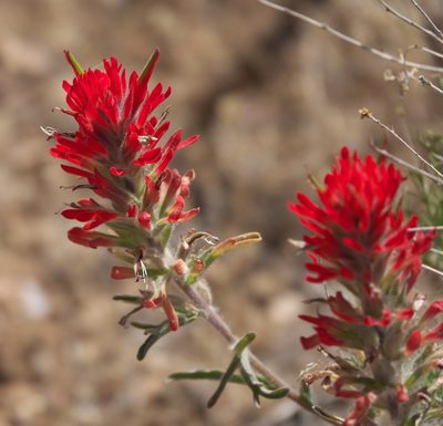 Castilleja chromosa, photographed by Robert Webster