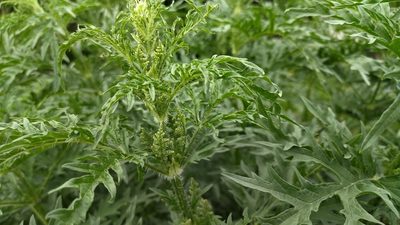 Urtica cannabina, photographed by Екатерина Гущина