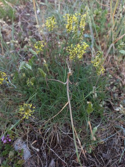 Plantago subulata, photographed by Pere Barnola