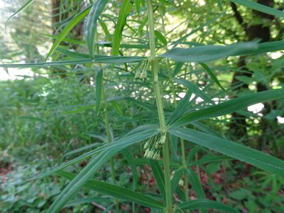 Polygonatum verticillatum, photographed by Thomas Koffel